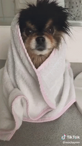 a little dog sitting under a towel on the floor
