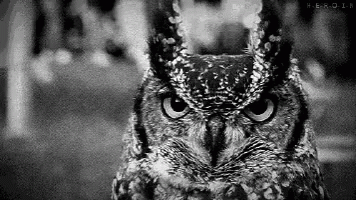 an owl staring with a very blurry background