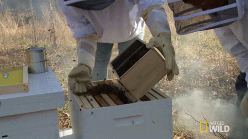 beekeepers inspecting their honeybee boxes while in the field