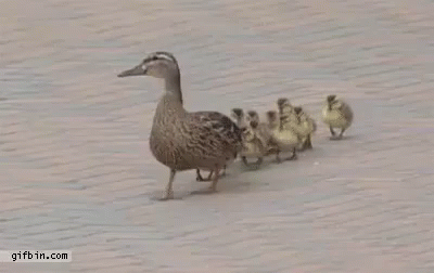 a flock of ducks walking down a street together