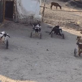 four horses and two people in buggies in the dirt