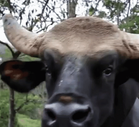 a close up s of a bull with horns and nose rings