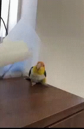 a bird perched on a desk in front of a monitor