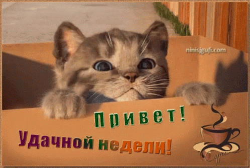 a kitten behind the cardboard with an inscription reading russian