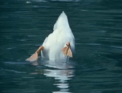 a duck that is floating in the water