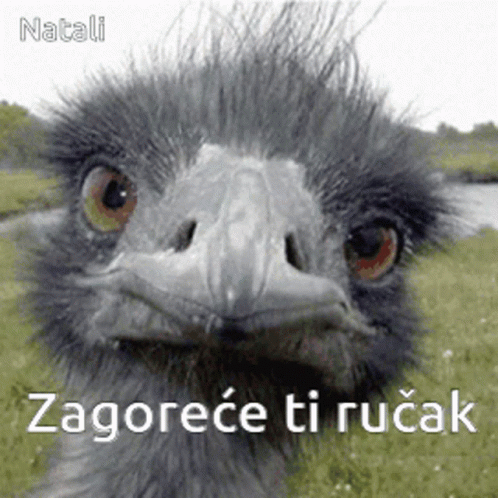 an image of an emu with the caption zagorec trirack
