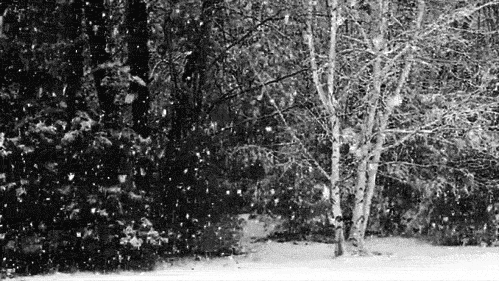 the black and white po shows snow falling from the tree nches