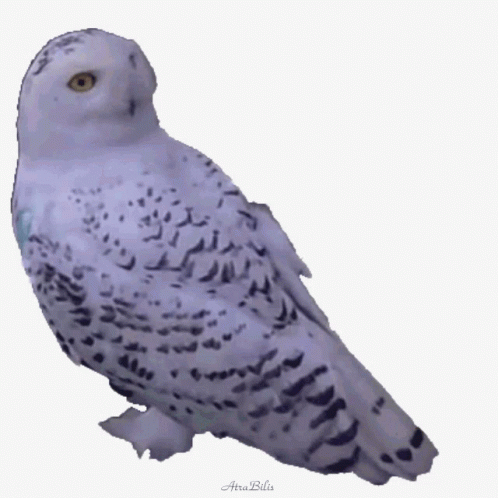 a white owl with blue eyes sitting on the ground