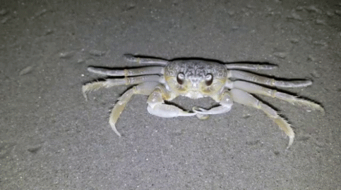a blue crab on the sand in a cave