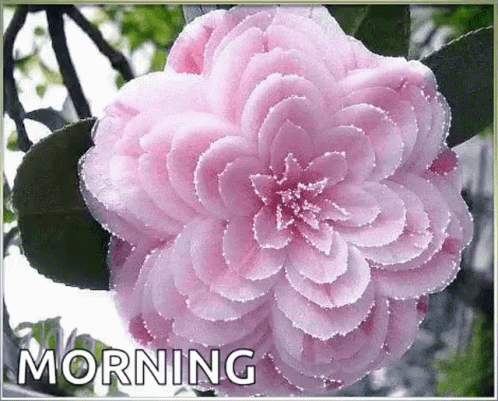 a pink flower with a white background and the words morning