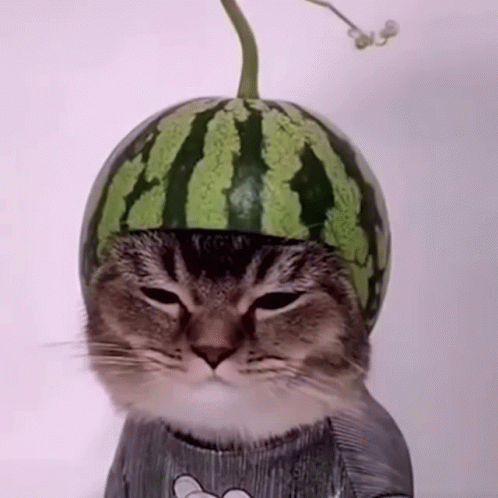 a cat wearing a watermelon hat and scarf