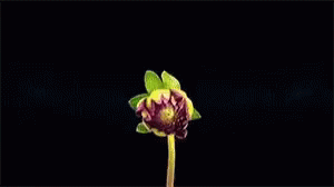 an image of a flower in the dark