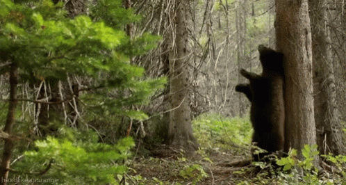 bear in dense wooded area scratching his back against trees