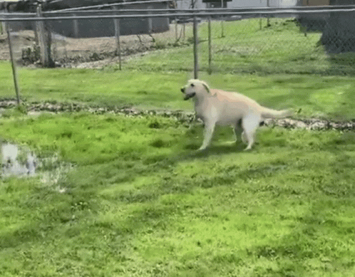a dog running in a fenced in area