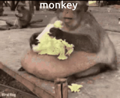a monkey is eating soing green and sitting on a rock