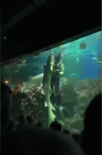 people in an aquarium watching an aquarium on a large screen