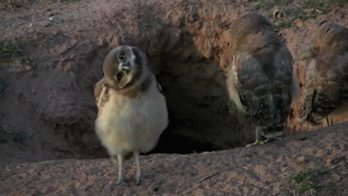 two large birds stand in a hole next to each other