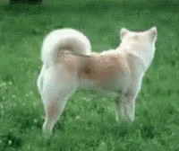 an blurry image of a dog standing in a field
