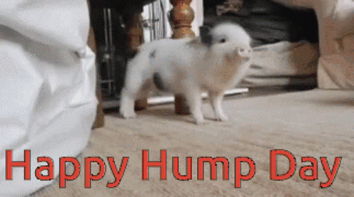 a happy hump day card featuring a puppy with a blue border