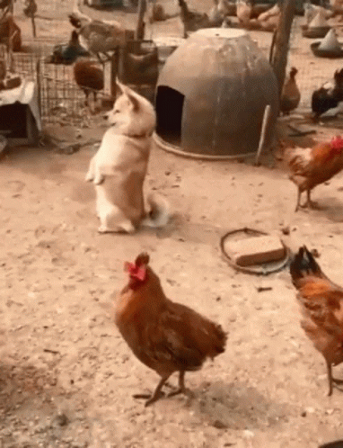 this is a group of chickens standing on dirt