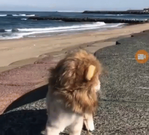 this is a dog walking on the beach looking for food