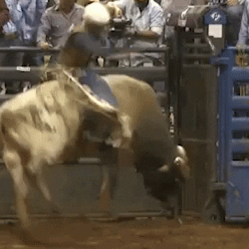 a bull bucking down during a rodeo, with a man riding it