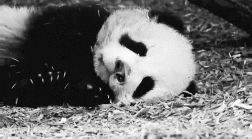 a black and white image of a panda laying on the ground
