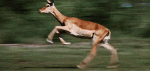 an antelope in motion is blurred from the background