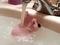 someone washing a dog in a sink under running water