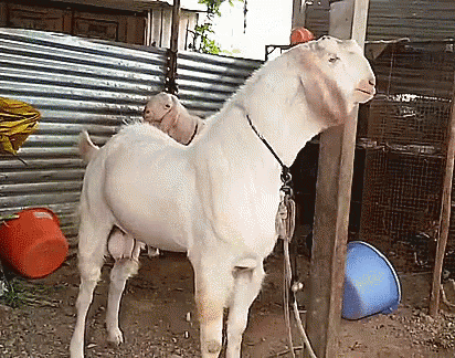 a goat tied to a pole while standing near a wall