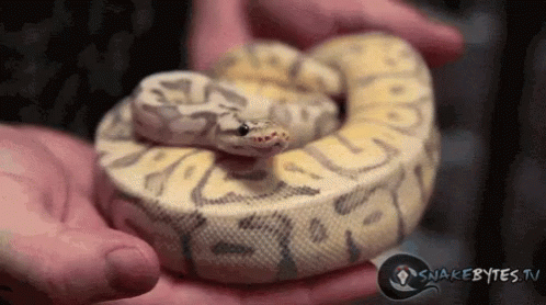 a very cute snake that is sitting in a person's hands
