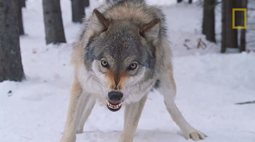 a wolf walking in the snow near some trees