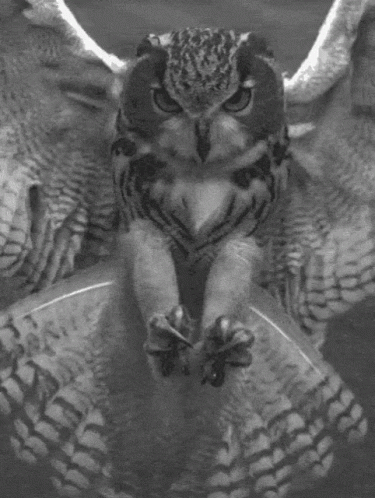 black and white pograph of an owl sitting on top of soing