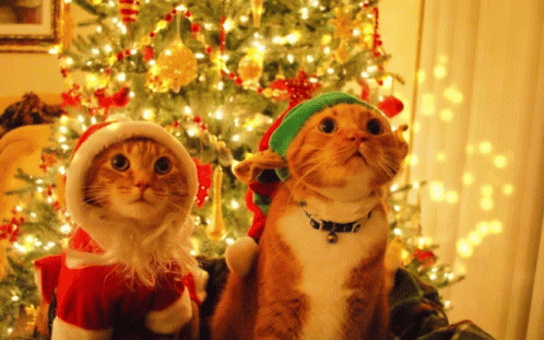 a pair of cats in costumes standing by a christmas tree
