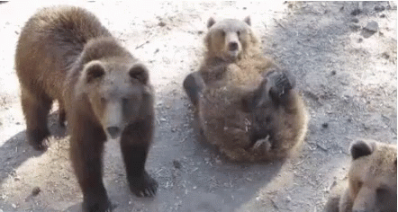 a group of bears is standing around some snow