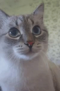 a cat with big blue eyes stares into the camera