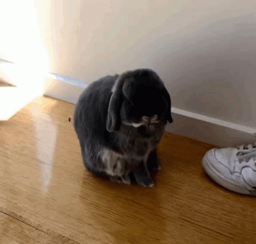 the rabbit is sitting by the shoe in the room