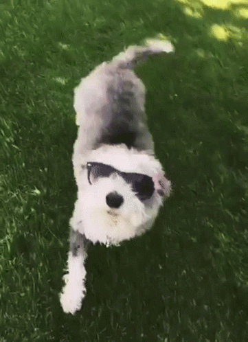 a small dog with sunglasses laying in the grass