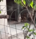 a cat sitting behind a fence near a tree
