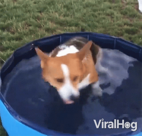 a very small blue and white dog in a big tub