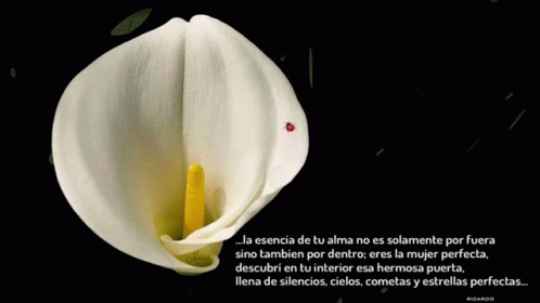 a picture of a white flower with the words written in spanish