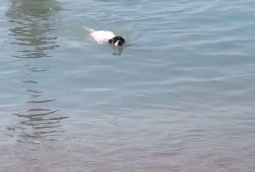 there is a dog swimming in the water