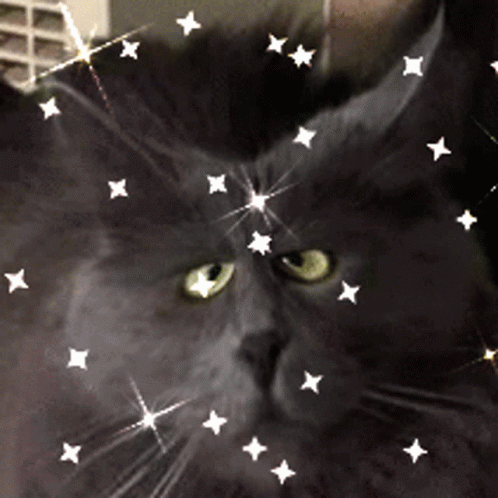 the cat is black with stars on it's head