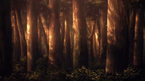 this is an image of a forest scene