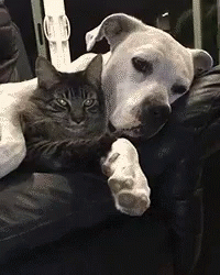 a dog and cat are lying on the couch together