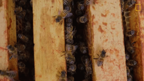 some bees on blue striped boards inside