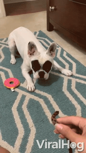 a dog on the floor playing with a toy