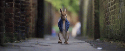 a kangaroo is walking down a street with a jacket on
