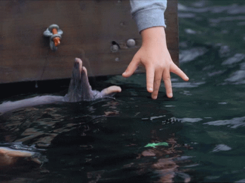 an adult hand reaching for soing while the younger animal is swimming