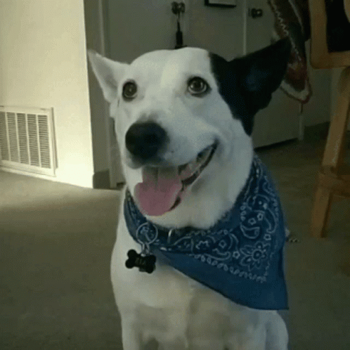 a dog with a bandana around his neck